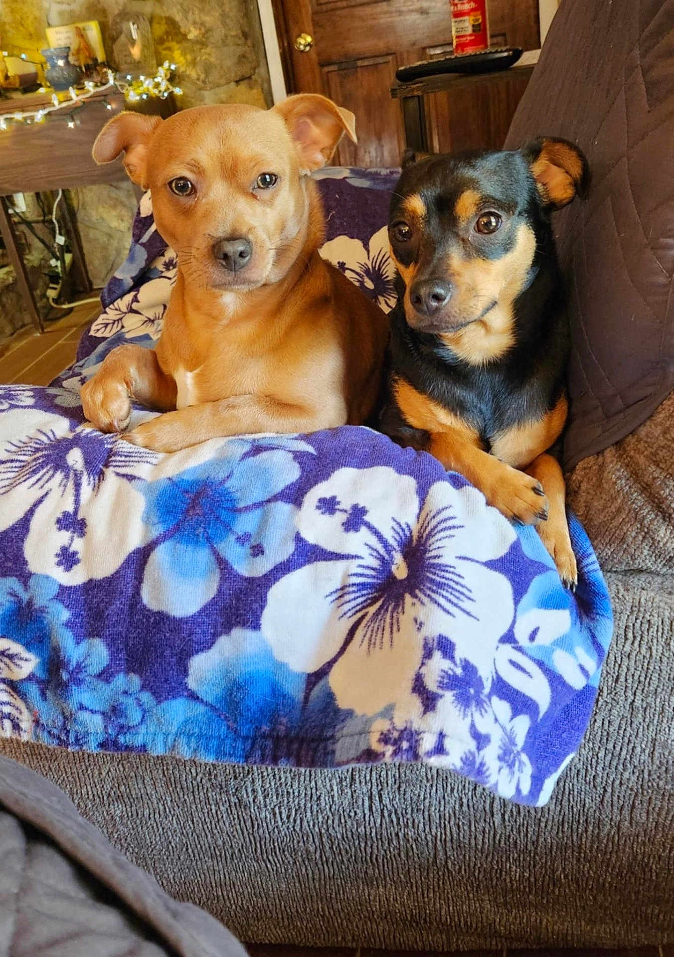 Trucker And Mylo joined the competition — help win amazing prizes! dog, pet, animal, brown_dog, black_dog, blanket, floral_pattern, couch, indoor, cozy, snuggling, fur, ears, eyes, nose, wooden_door, table, decor, home, resting