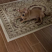 Trucker And Mylo joined the competition — help win amazing prizes! dog, tan_dog, pet, indoor, rug, decorative_rug, wooden_floor, flooring, animal, laying_down, looking_at_camera, curious, small_dog, domestic_animal, home, cozy, quiet, resting, brown, ears_up
