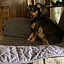 Trucker And Mylo joined the competition — help win amazing prizes! dog, indoor, couch, quilted_blanket, wooden_door, shelf, dvd_cases, window, curious, pet, brown, black, small_dog, furniture, living_room, seated, looking_back, domestic_animal, cozy, home