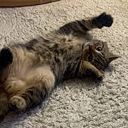Yuki participe au concours pour gagner de l'argent avec cette photo : animal, carpet, cat, cozy, cute, floor, fur, furniture, home, indoor, lying_down, paw, pet, playful, relaxed, soft, stretching, tabby_cat, whiskers, wood