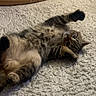 animal, carpet, cat, cozy, cute, floor, fur, furniture, home, indoor, lying_down, paw, pet, playful, relaxed, soft, stretching, tabby_cat, whiskers, wood