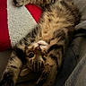 Yuki participe au concours pour gagner de l'argent avec cette photo : blanket, cat, closeup, couch, cozy, cute, feline, fur, home, indoor, paws, pet, red, relaxed, sleepy, soft, stretching, tabby, whiskers, white