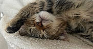 Yuki participe au concours pour gagner de l'argent avec cette photo : adorable, animal, blanket, cat, closeup, cozy, cute, feline, fur, indoor, kitten, nap, nose, paw, pet, relaxing, sleeping, soft, tabby, whiskers