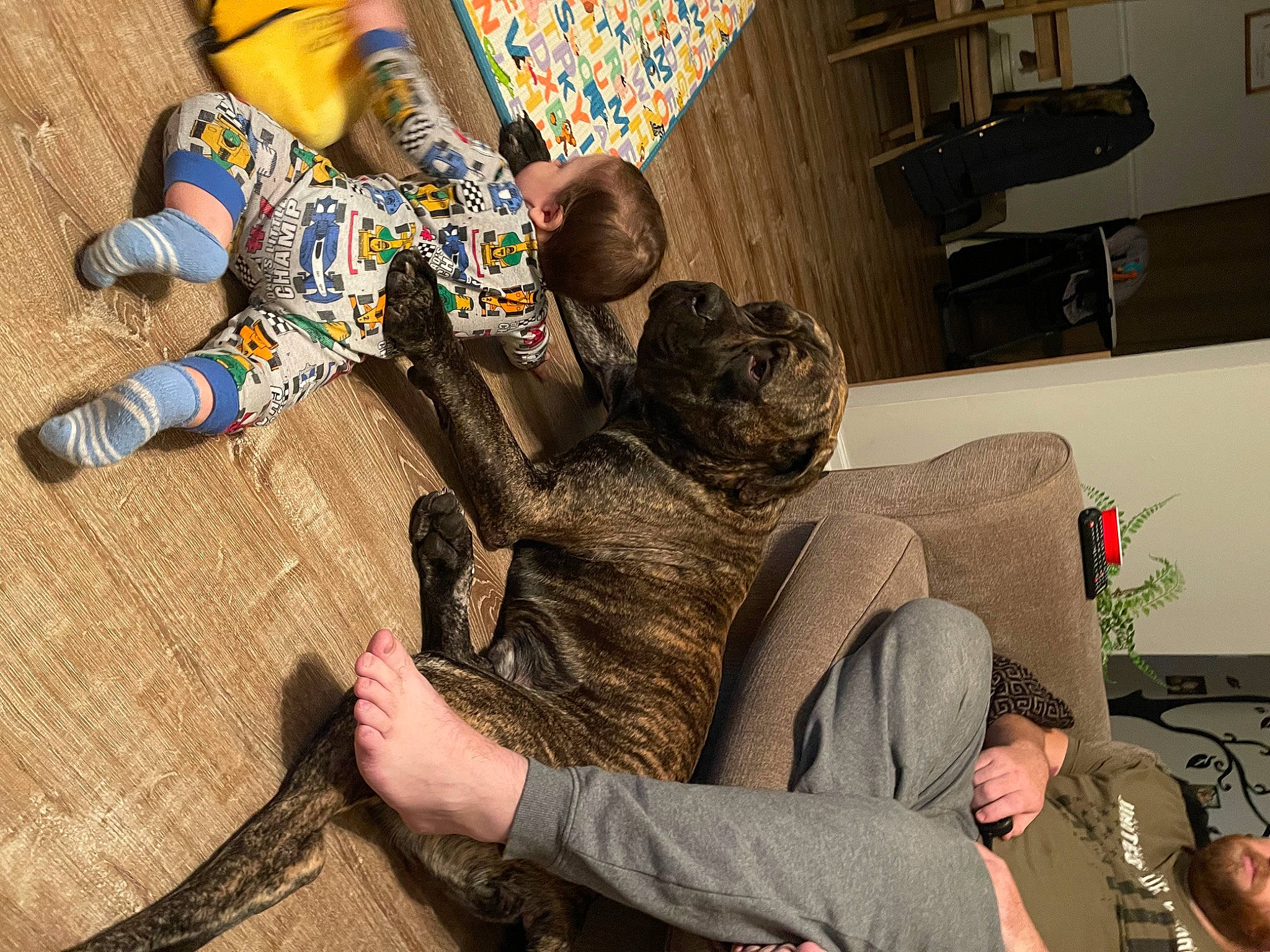 Kage is registered to the contest to win money with this photo: bag, child, comfort, cool, fictional_character, flooring, foot, fun, fur, happy, houseplant, human_leg, leisure, luggage_and_bags, pattern, person, room, sitting, thigh, visual_arts