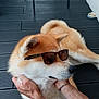 Naïko participe au concours pour gagner de l'argent avec cette photo : dog, sunglasses, pet, animal, canine, fur, relaxing, outdoor, person, hands, wooden_floor, resting, brown, white, ears, snout, paw, bracelet, shade, companion