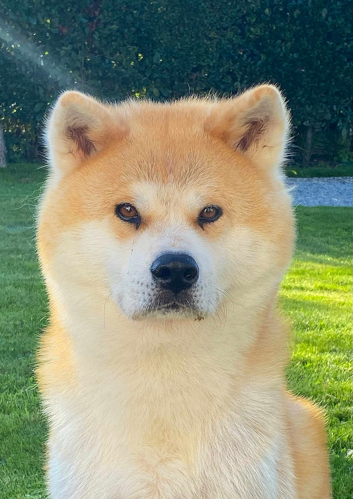 Naïko participe au concours pour gagner de l'argent avec cette photo : dog, akita, animal, pet, fur, outdoor, grass, nature, portrait, canine, mammal, ears, nose, eyes, face, sunlight, greenery, garden, fluffy, serious