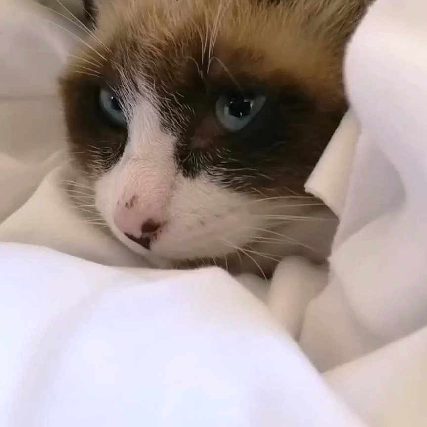 Patachou participe au concours pour gagner de l'argent avec cette photo : animal, blanket, blue_eyes, cat, close_up, comfort, cozy, cute, ears, feline, fur, indoor, nose, pet, resting, sleepy, snug, soft, warm, whiskers