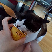 Patachou participe au concours pour gagner de l'argent avec cette photo : black_and_white, cat, close_up, cozy, cup, curious, domestic_animal, floor, food_container, furniture, hand, indoor, legs, licking, person, pet, relaxed, table, vanilla, wooden_floor