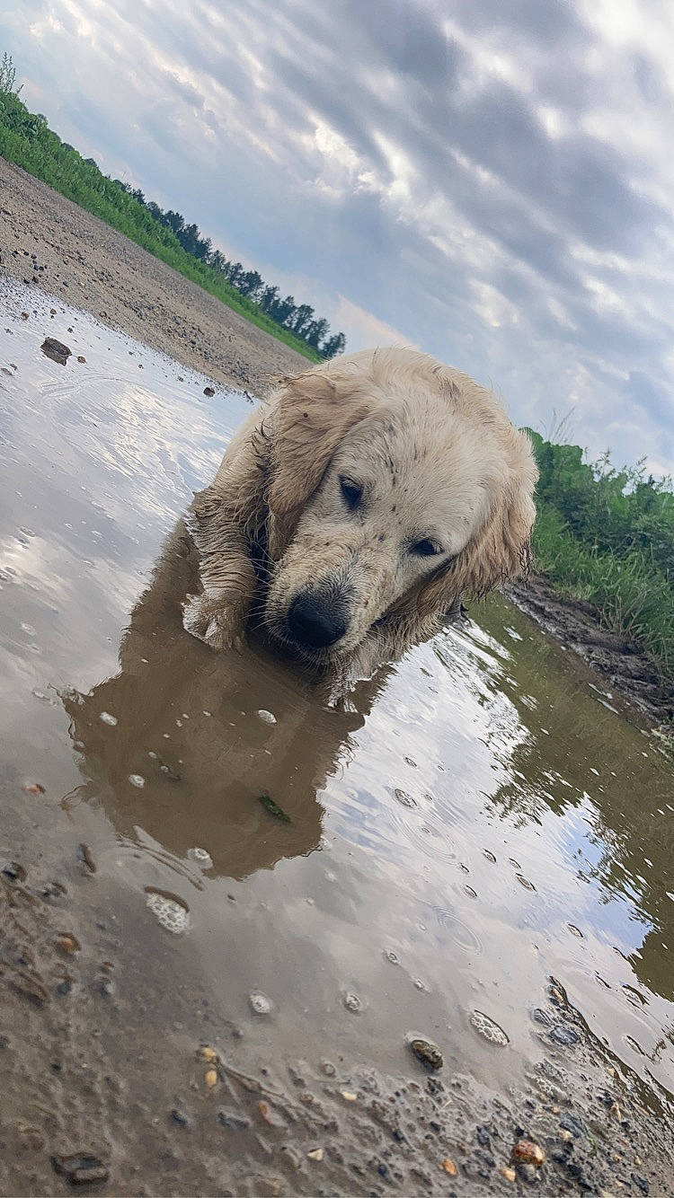 Spencer a rejoint le concours — aidez-le/la à gagner de superbes lots ! canidae, carnivore, cloud, dog, dog_breed, fawn, lake, reflection, reservoir, sky, snout, soil, sporting_group, terrestrial_animal, tree, water, water_resources, watercourse, wildlife, working_animal