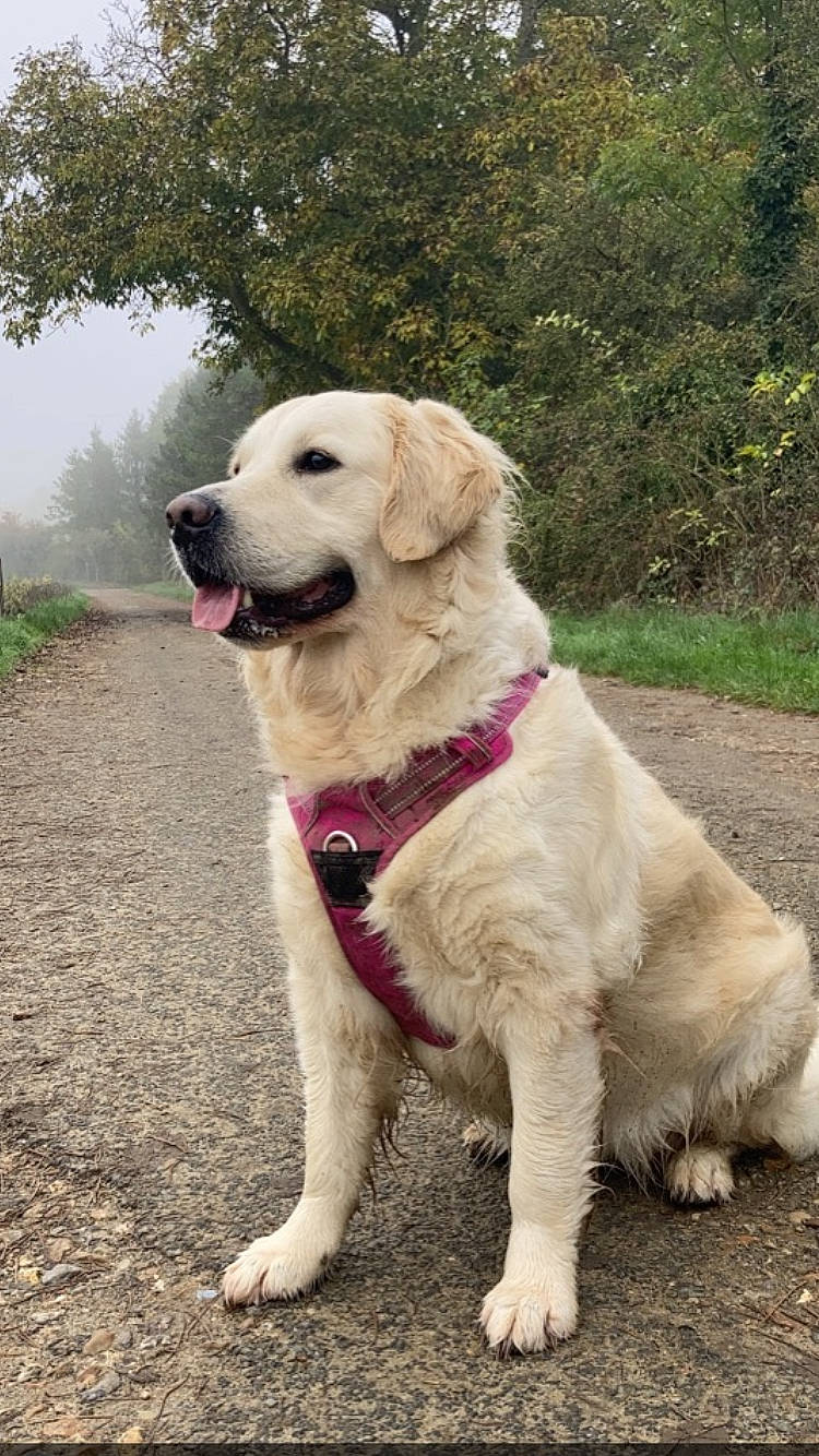 Spencer participe au concours pour gagner de l'argent avec cette photo : canidae, carnivore, collar, companion_dog, dog, dog_breed, dog_collar, fawn, grass, guard_dog, gun_dog, hunting_dog, labrador_retriever, plant, sporting_group, tail, tree, working_animal, working_dog