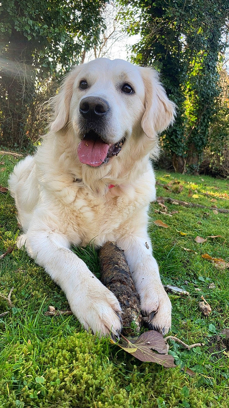 Spencer a rejoint le concours — aidez-le/la à gagner de superbes lots ! biting, canidae, carnivore, companion_dog, dog, dog_breed, fang, fawn, fur, grass, gun_dog, labrador_retriever, plant, snout, sporting_group, tree, working_animal, working_dog