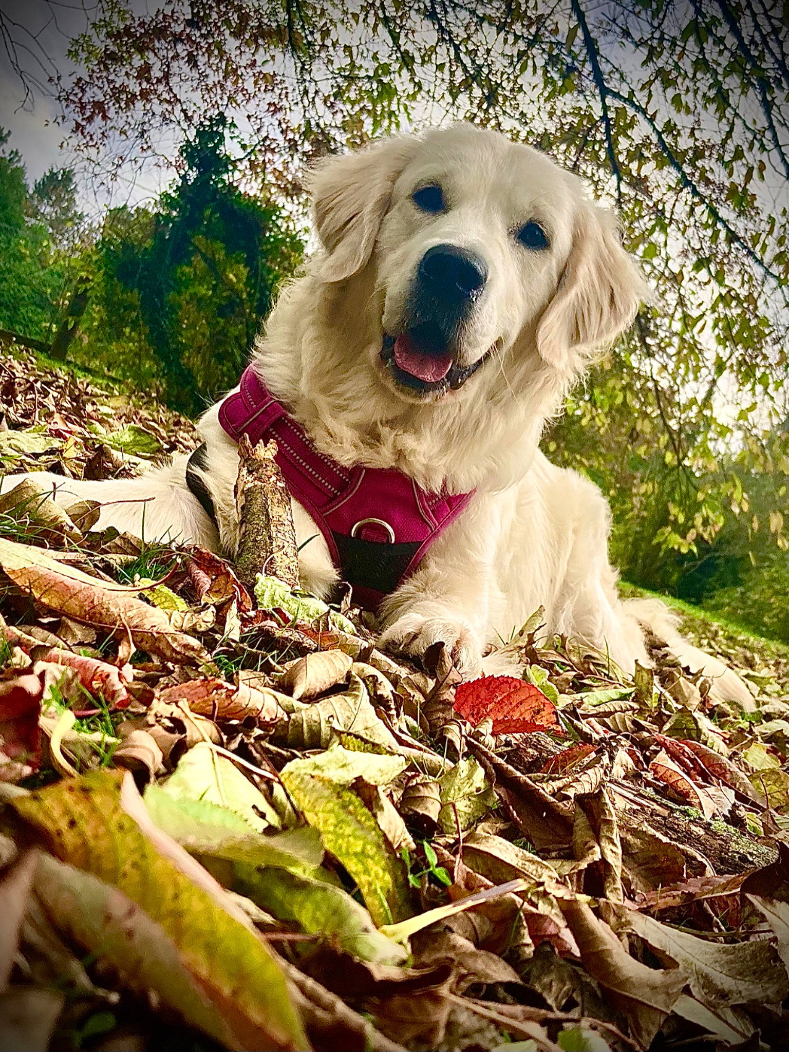 Spencer participe au concours pour gagner de l'argent avec cette photo : art, botany, canidae, carnivore, companion_dog, dog, dog_breed, fawn, grass, great_pyrenees, gun_dog, happy, landscape, livestock_guardian_dog, people_in_nature, plant, retriever, sporting_group, tree, wood
