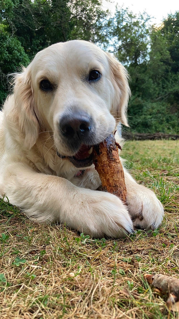 Spencer a rejoint le concours — aidez-le/la à gagner de superbes lots ! biting, canidae, carnivore, companion_dog, dog, dog_breed, fang, fawn, fur, grass, gun_dog, hunting_dog, plant, retriever, sporting_group, terrestrial_animal, tree, wildlife, working_dog