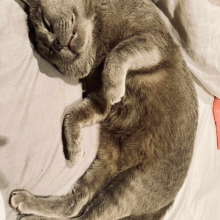 Gris