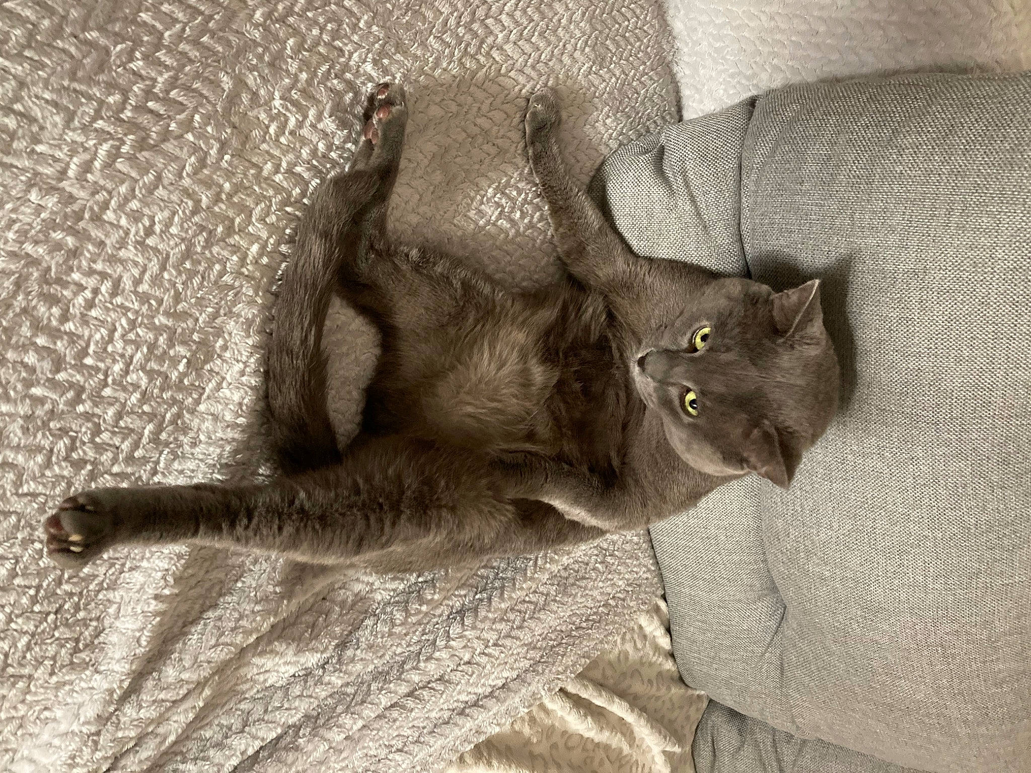 Gris participe au concours pour gagner de l'argent avec cette photo : black_cat, carnivore, cat, claw, comfort, domestic_short_haired_cat, fawn, felidae, fur, gesture, grey, monochrome_photography, paw, plant, small_to_medium_sized_cats, snout, tail, whiskers, window, wood