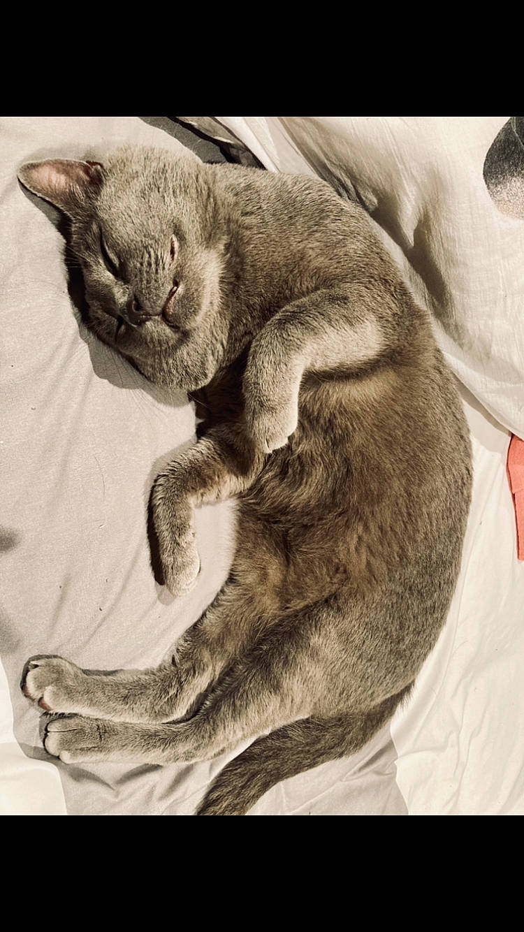Gris participe au concours pour gagner de l'argent avec cette photo : art, carnivore, cat, comfort, domestic_short_haired_cat, felidae, fur, gesture, grey, illustration, paw, photo_caption, russian_blue, small_to_medium_sized_cats, snout, tail, terrestrial_animal, visual_arts, whiskers, wildlife