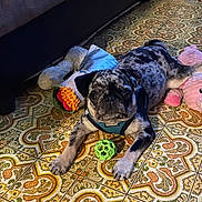 Yoda joined the competition — help win amazing prizes! dog, pug, puppy, toy, plush_toy, floor, tile_floor, patterned_floor, indoor, pet, animal, playful, cute, black_and_gray, lying_down, curious, collar, harness, green_ball, pink_toy