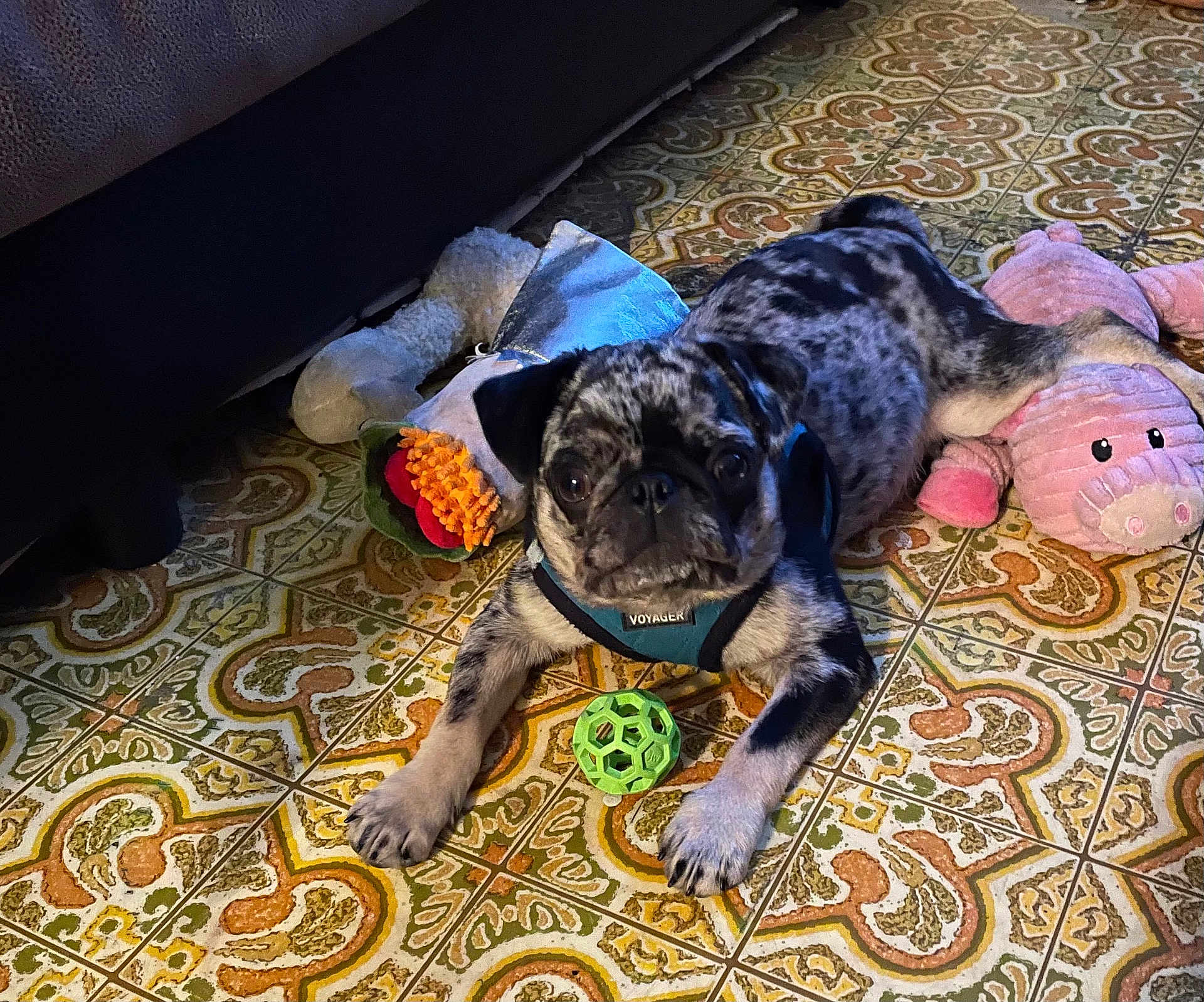 Yoda joined the competition — help win amazing prizes! dog, pug, puppy, toy, plush_toy, floor, tile_floor, patterned_floor, indoor, pet, animal, playful, cute, black_and_gray, lying_down, curious, collar, harness, green_ball, pink_toy