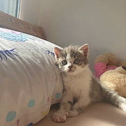 Rose participe au concours pour gagner de l'argent avec cette photo : kitten, cat, cute, animal, pet, indoor, pillow, plush_toy, teddy_bear, bedroom, soft_light, feline, young, curious, resting, cozy, fur, whiskers, small, domestic_animal