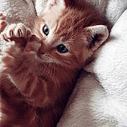 Ryo participe au concours pour gagner de l'argent avec cette photo : kitten, cat, orange_tabby, playful, paws, blue_eyes, furry, pet, cute, snuggled, blanket, soft_texture, cozy, animal, young, domestic_cat, whiskers, fur, closeup, indoor
