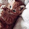 kitten, cat, orange_tabby, playful, paws, blue_eyes, furry, pet, cute, snuggled, blanket, soft_texture, cozy, animal, young, domestic_cat, whiskers, fur, closeup, indoor