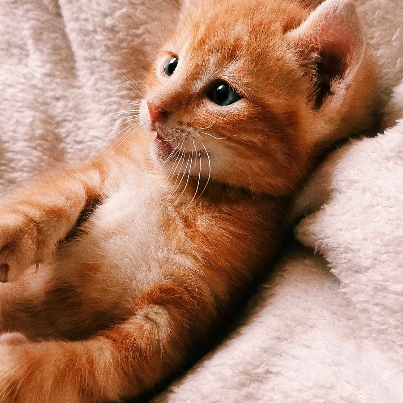 Ryo a rejoint le concours — aidez-le/la à gagner de superbes lots ! kitten, cat, orange_tabby, feline, pet, cute, fluffy, soft, whiskers, animal, sleepy, cozy, indoor, closeup, young, domestic_cat, relaxed, comfort, fur, resting