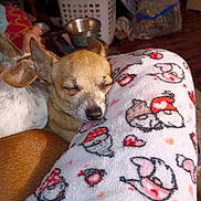 Ruger is registered to the contest to win money with this photo: dogs, puppies, chihuahua, sleeping, sleepy, cuddling, blanket, fleece, pets, animal, tan_dog, white_dog, indoor, cozy, close_up, portrait, relaxed, snout, ears, home