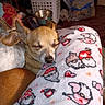 animal, blanket, chihuahua, close_up, cozy, cuddling, dogs, ears, fleece, home, indoor, pets, portrait, puppies, relaxed, sleeping, sleepy, snout, tan_dog, white_dog
