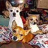 Ruger is registered to the contest to win money with this photo: dogs, chihuahua, puppies, pets, animal_portrait, multiple_dogs, cuddling, bed, blanket, indoors, home, cozy, white_dog, brown_dog, tan_dog, large_ears, dog_faces, television, laundry_basket, household