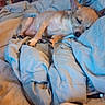 Ruger is registered to the contest to win money with this photo: dog, sleeping, tan_dog, small_dog, bed, blanket, bedroom, indoors, television, furniture, resting, lying_down, pet, animal, cozy, relaxed, rumpled_bedding, home, photobomb, portrait