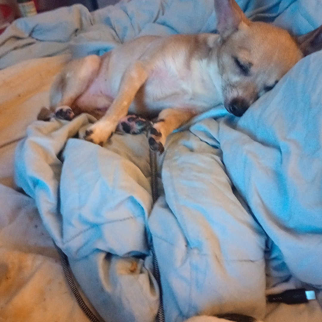 Ruger