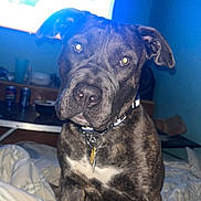 Rose is registered to the contest to win money with this photo: dog, brindle, pet, indoor, bed, collar, tag, closeup, canine, animal, window, blue_wall, furniture, curious, flash_reflection, domestic, companion, mammal, face, ears