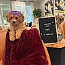 blanket, brown_fur, burgundy_blanket, celebration, couch, curly_fur, cute, dog, furniture, home_decor, indoor, letter_board, living_room, plant, portrait, puppy, purple_bow, sitting, wall_art, welcome_sign