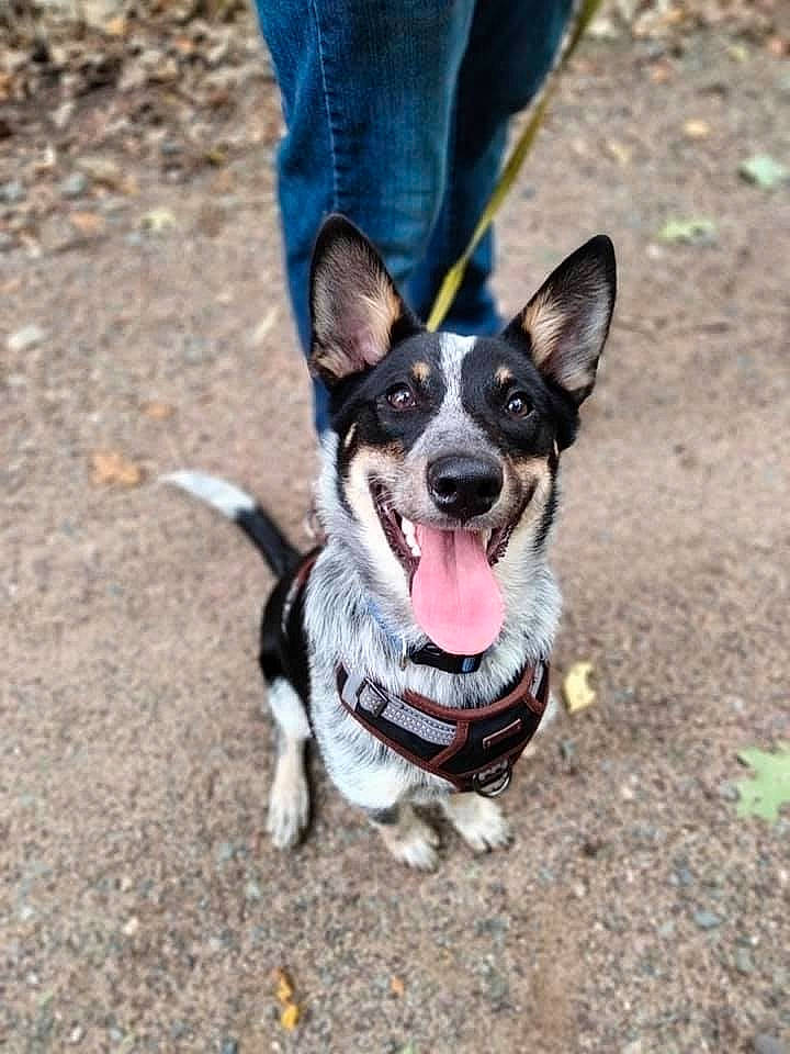 Luca Storm is registered to the contest to win money with this photo: adventure, canidae, carnivore, collar, companion_dog, denim, dog, dog_breed, dog_collar, dog_supply, fashion_accessory, grass, herding_dog, leash, paw, plant, recreation, snout, sporting_group, whiskers