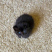 Nancy joined the competition — help win amazing prizes! kitten, black_cat, carpet, indoor, animal, pet, furry, small, cute, young, looking_up, floor, texture, fur, mammal, whiskers, eyes, sitting, domestic_cat, adorable