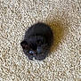 kitten, black_cat, carpet, indoor, animal, pet, furry, small, cute, young, looking_up, floor, texture, fur, mammal, whiskers, eyes, sitting, domestic_cat, adorable