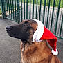 dog, german_shepherd, santa_hat, pet, animal, outdoor, fence, pavement, grass, holiday, christmas, canine, brown_fur, black_fur, side_profile, quiet, calm, winter, festive, domestic_animal