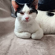 Beudy participe au concours pour gagner de l'argent avec cette photo : animal, black_and_white, blanket, cat, comfort, cozy, cute, domestic_animal, ears, feline, fur, indoor, lying_down, mammal, paws, pet, relaxed, resting, soft_texture, whiskers