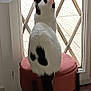 Beudy participe au concours pour gagner de l'argent avec cette photo : animal, back_view, black_and_white, cat, curtain, domestic_cat, feline, floor, home, indoor, looking_out, natural_light, pet, quiet, resting, rug, security_screen, stool, tail, window