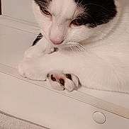 Beudy a rejoint le concours — aidez-le/la à gagner de superbes lots ! cat, black_and_white, pet, indoor, resting, paws, close_up, fur, animal, domestic_animal, looking_down, window_sill, cozy, soft_light, quiet, calm, household, feline, whiskers, ears
