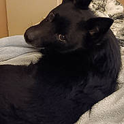 Okko a rejoint le concours — aidez-le/la à gagner de superbes lots ! animal, bed, bed_frame, black_dog, blanket, canine, cozy, curious, dog, door, ears, fur, furniture, home, indoor, looking_back, pet, relaxed, resting, soft_texture