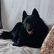 Okko a rejoint le concours — aidez-le/la à gagner de superbes lots ! dog, black_dog, couch, pillow, blanket, indoor, pet, fur, tongue_out, relaxed, cozy, home, animal, laying_down, cute, companion, domestic_animal, snout, ears, tail