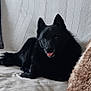 dog, black_dog, couch, pillow, blanket, indoor, pet, fur, tongue_out, relaxed, cozy, home, animal, laying_down, cute, companion, domestic_animal, snout, ears, tail