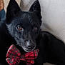 alert, animal, black_dog, bow_tie, companion, couch, cozy, cute, dog, domestic_animal, ears, fur, household, indoor, looking, pet, plaid, portrait, resting, sitting