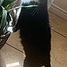 Poula is registered to the contest to win money with this photo: black_and_white, cat, curious, domestic_cat, feline, home, indoor, leaf, nature, paw, pet, plant, shadow, standing, sunlight, tile_floor, tuxedo_cat, whiskers, wicker_basket, window_light