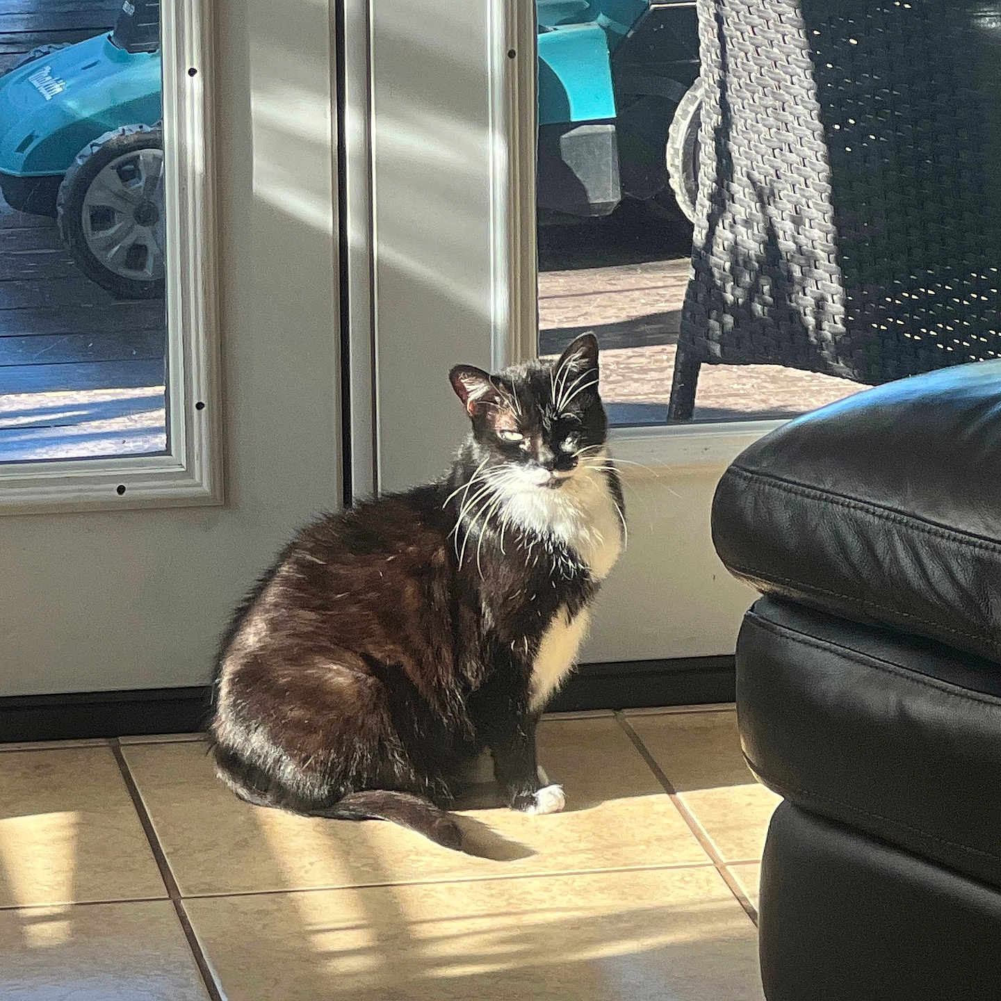 Poula joined the competition — help win amazing prizes! black_and_white_cat, cat, daylight, domestic_animal, feline, floor_tile, fur, glass_door, home, indoor, lawn_mower, pet, relaxed, shadow, sitting, sunlight, tiled_floor, whiskers, wicker_chair, window