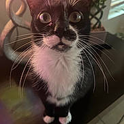Poula is registered to the contest to win money with this photo: animal, black_and_white, cat, closeup, curious, cute, decor, domestic_animal, feline, fur, home, indoor, looking_up, pet, plant, sitting, table, tuxedo_cat, whiskers, wide_eyes