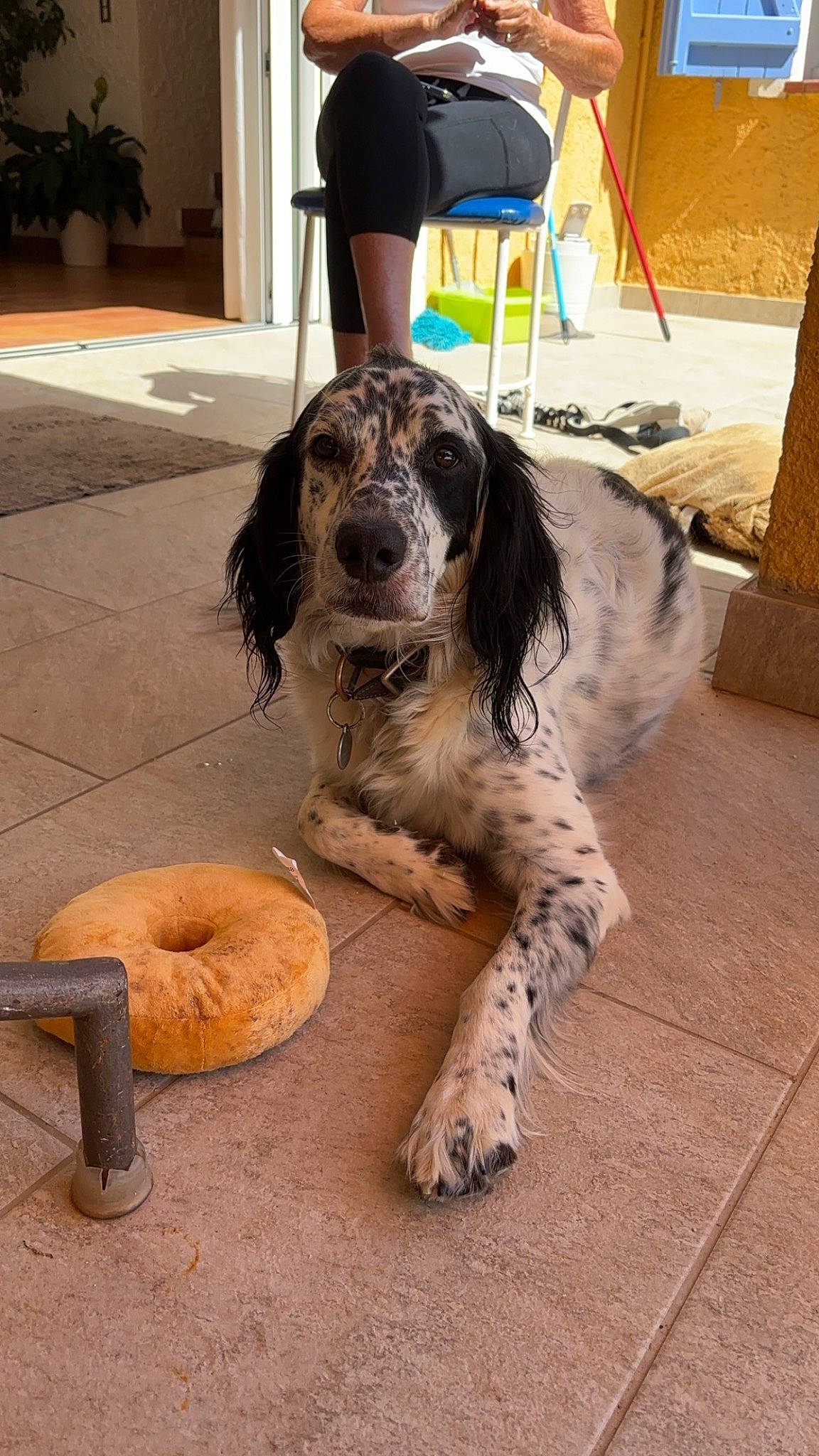 Pacha a rejoint le concours — aidez-le/la à gagner de superbes lots ! canidae, carnivore, chair, companion_dog, dog, dog_breed, flooring, foot, fur, gun_dog, outdoor_furniture, sitting, snout, spaniel, sporting_group, umbrella, water_dog, working_animal, working_dog
