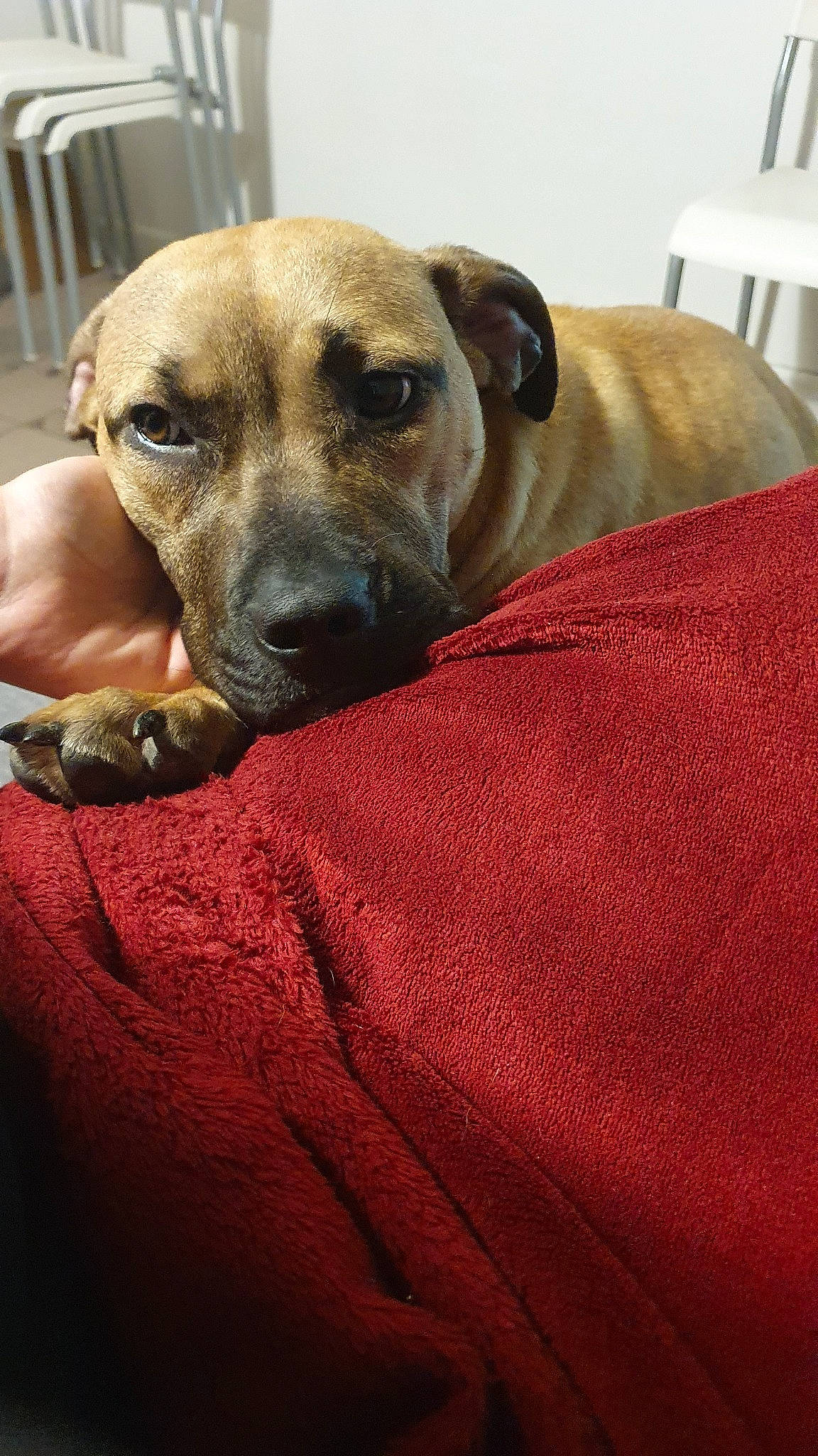 Queen participe au concours pour gagner de l'argent avec cette photo : black_mouth_cur, canidae, carnivore, dog, dog_breed, fawn, mammal, mountain_cur, potcake_dog, rhodesian_ridgeback, snout, sporting_group, vertebrate, whiskers