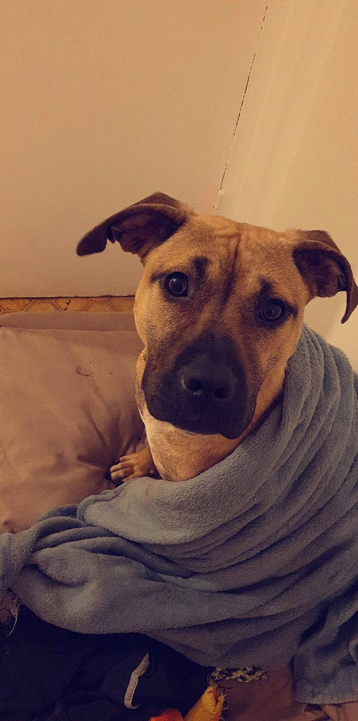 Queen a rejoint le concours — aidez-le/la à gagner de superbes lots ! black_mouth_cur, canidae, carnivore, dog, dog_breed, fawn, mammal, mountain_cur, nose, potcake_dog, snout, street_dog, vertebrate, whiskers